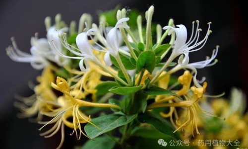 康妇炎胶囊的功效和作用有副作用吗-康妇炎的功效与作用网—知名的康妇炎胶囊的功效网站,分享康妇炎胶囊的功效知识